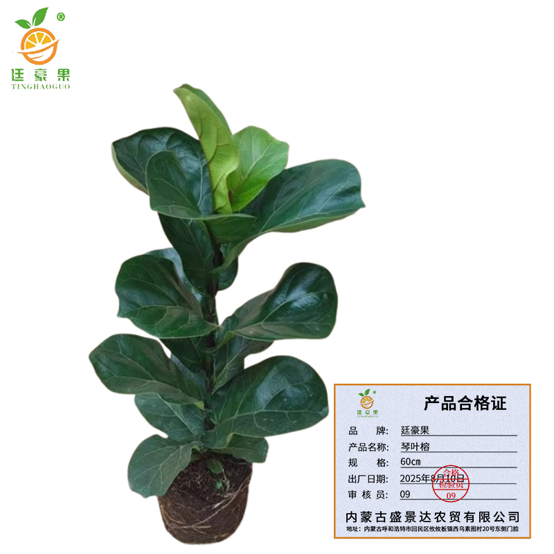 廷豪果 琴叶榕 60cm /盆高清大图