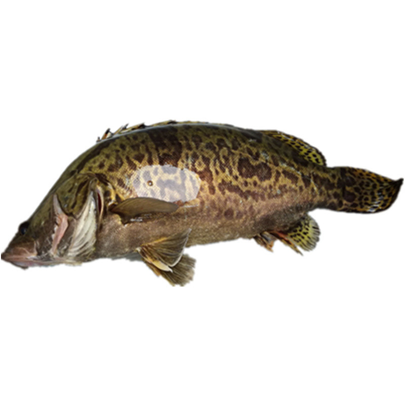 博多客桂鱼桂花鱼新鲜现杀鳜鱼季花鱼松鼠桂鱼鳜鱼500g 价格图片品牌报价 苏宁易购鲜快美食品专营店