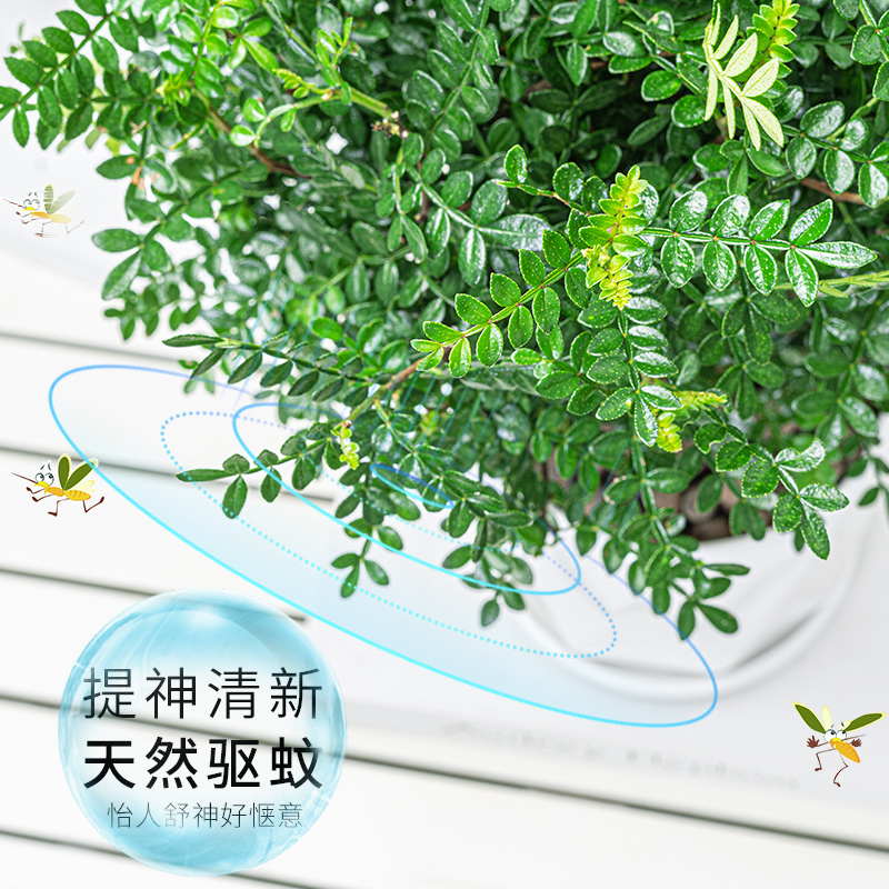 原土球发货+送肥料不含盆 带盆栽好|正宗清香胡椒木盆栽树苗植物室内桌面四季好养小绿植盆景防驱蚊草