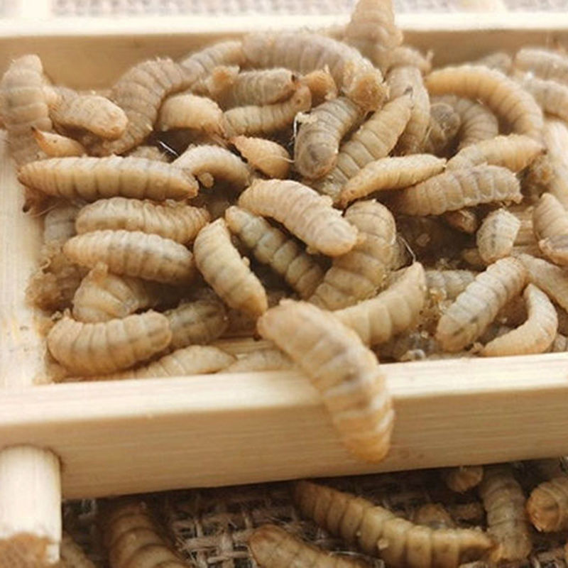 黑水虻鱼饵鲫鱼鲤鱼鲶鱼鳊鱼草鱼黄辣丁宠物营养饲料蛋白活体幼虫 400