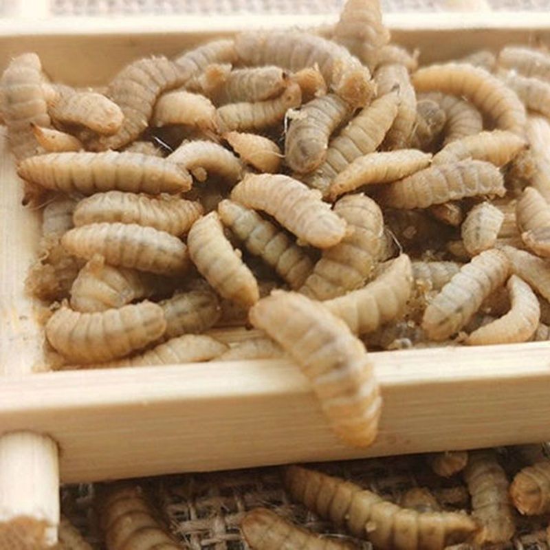 营养饲料蛋白活体幼虫 400条左右/盒(2厘米左右) 黑水虻活体1盒 镊子