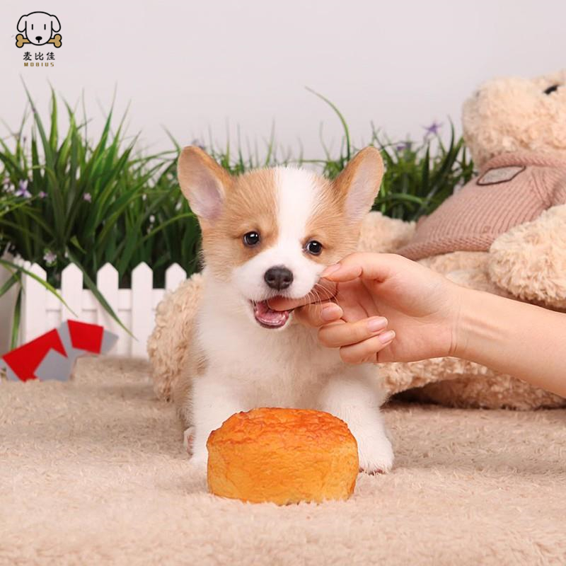 柯基犬幼犬 柯基狗狗活体 纯种血统级双色三色柯基犬小狗 贵族矮脚骑士断尾迷人柯基小体柯基可视频挑选高清大图