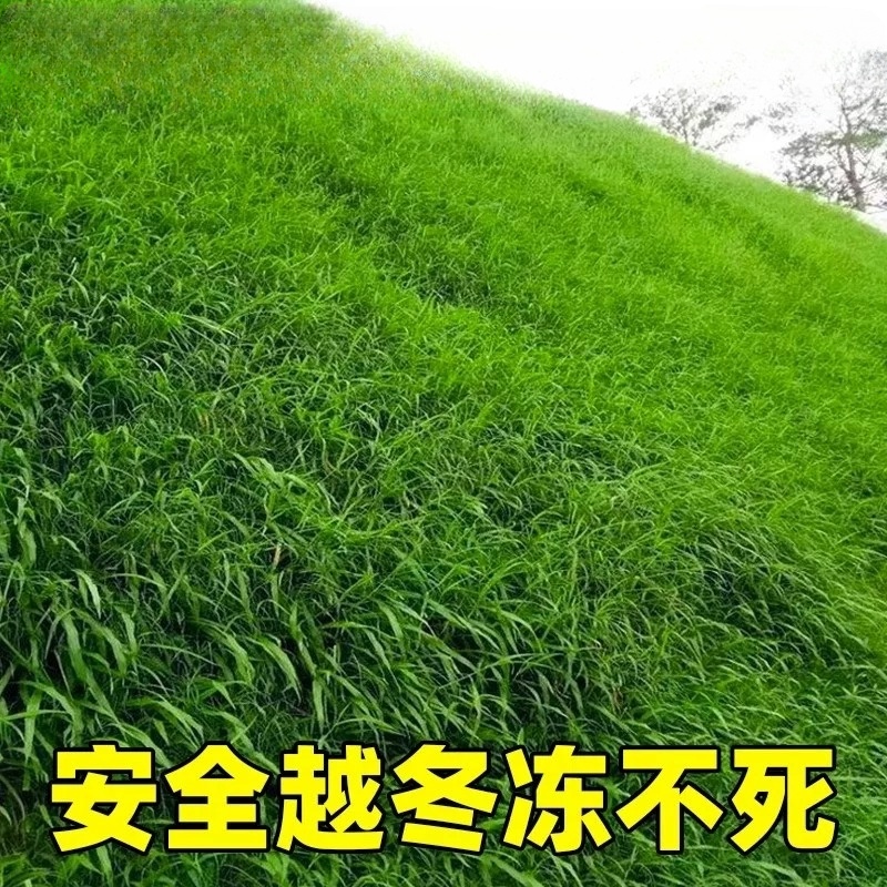 诚智旺 护坡王草籽 包衣/千克高清大图