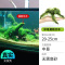 鱼缸造景莫斯沉木水榕无土植物懒人增氧真水草趴地矮珍珠陀草