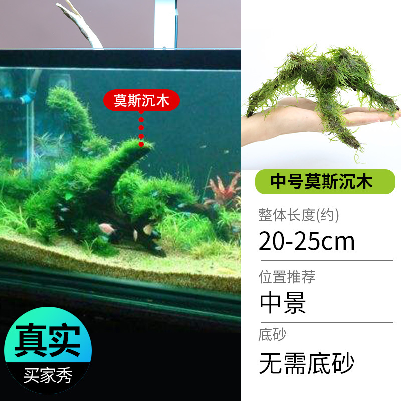 鱼缸造景莫斯沉木水榕无土植物懒人增氧真水草趴地矮珍珠陀草