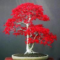 红枫种子四季种易活室内盆栽庭院观花叶绿植物花种子开花不断
