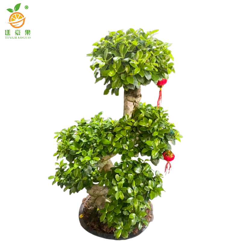 廷豪果 六层榕盆栽 1.5米高 /棵高清大图