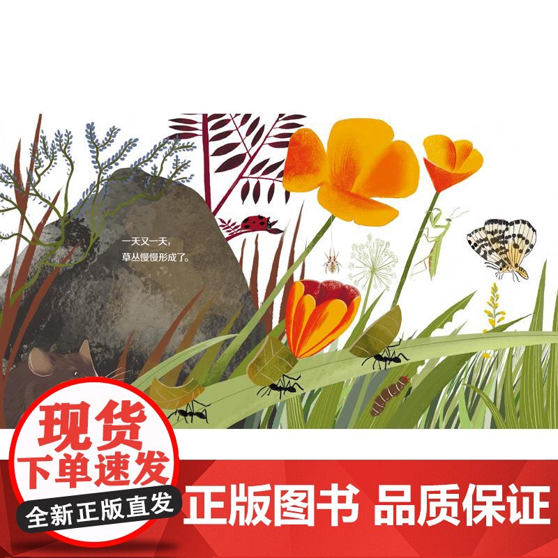 “第一次遇见科学”绘本·森林从哪里来 少年儿童出版社高清大图