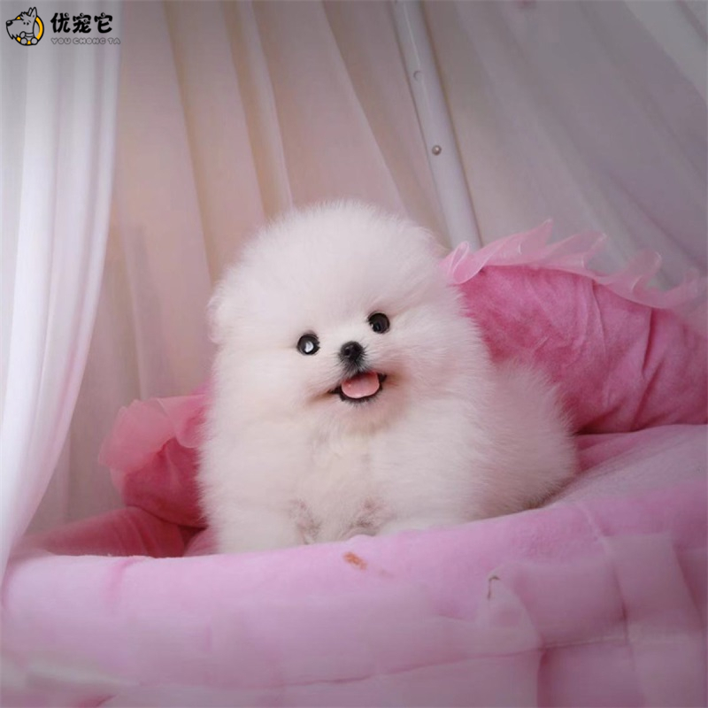 麦比佳 Mobius 狗狗纯种活体博美幼犬双血统宠物狗狗白色茶杯犬 博美俊介狗小体玩具型长不大幼崽公母可视频挑选健康保障空运直达包售后 价格图片品牌报价 苏宁易购惟愿宠物旗舰店