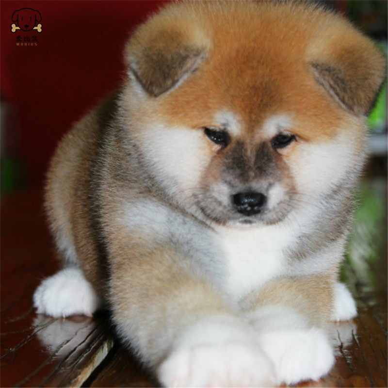 麦比佳 秋田犬纯种秋田犬幼犬中大型秋田犬狗狗活体血统级精品日系秋田日本赛级秋田家庭犬视频挑选包健康秋田柴犬高清大图