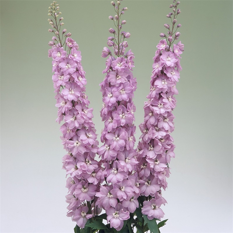 大花飞燕草花苗盆栽易活宿根耐寒多年生阳台庭院花园花境植物花卉视频