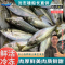 沈志雄冷冻海水鱼深海捕捞新鲜锁鲜高蛋白低脂健康营养即食海鲜美味