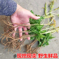 材野生现挖一朵云小春花鲜货 独脚金鸡 阴地蕨 蛇不见
