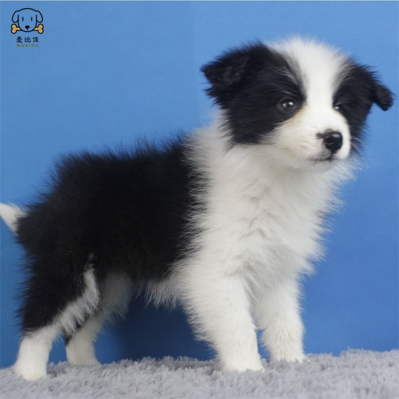 麦比佳 纯种边境牧羊犬幼犬 边牧狗狗活体幼犬双血统赛级高品质黑白三通牧羊犬 高智商边境宠物狗三通七白大围脖可视频挑选高清大图