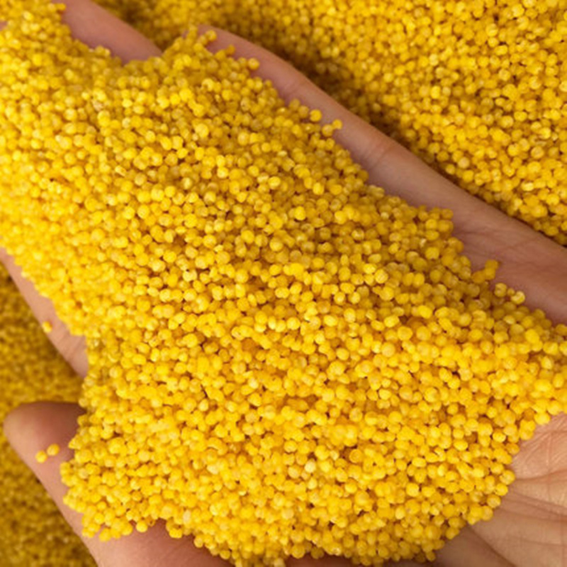 希礼盛 扶贫助农 山西高原黄小米 500g 多规格可选 500g*5
