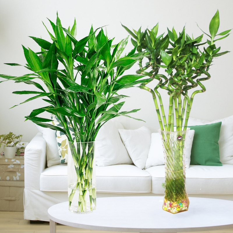 富贵竹水培植物竹室内盆栽花卉客厅弯竹绿植观音竹盆景 竹50厘米8棵
