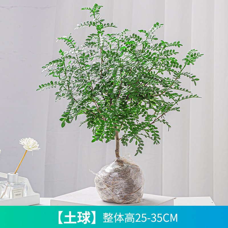 原土球发货+送肥料不含盆 带盆栽好|正宗清香胡椒木盆栽树苗植物室内桌面四季好养小绿植盆景防驱蚊草