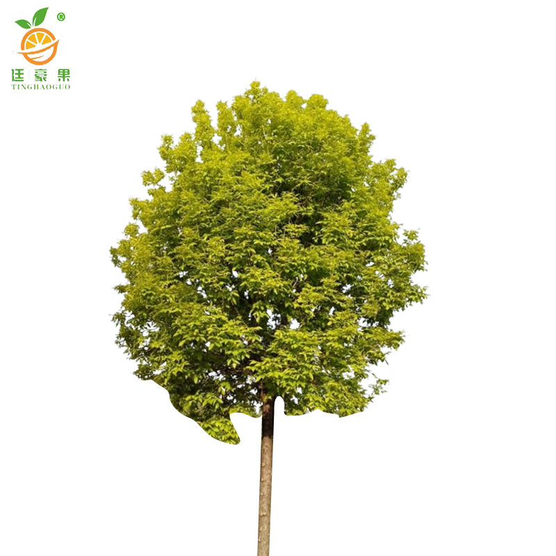 廷豪果 白腊树 5公分 /棵高清大图