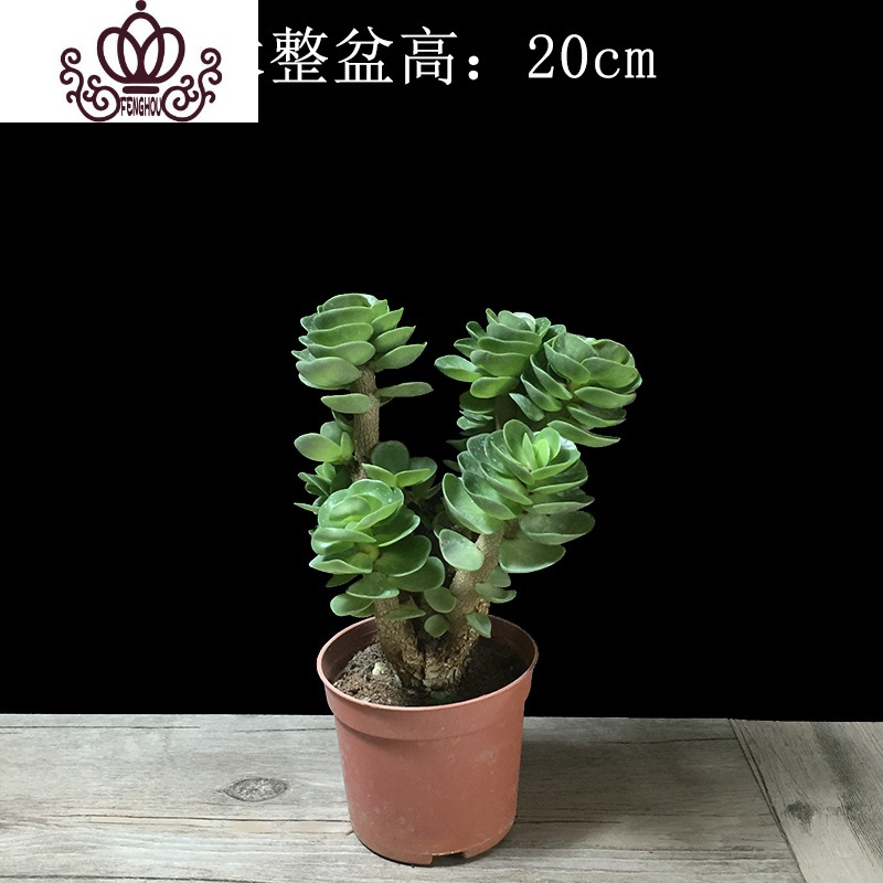 封后金钱木盆栽办公室内多肉植物大株老桩好养超萌绿植易爆盆多头老庄金钱木老桩高cm 简单盆带盆栽好报价 参数 图片 视频 怎么样 问答 苏宁易购