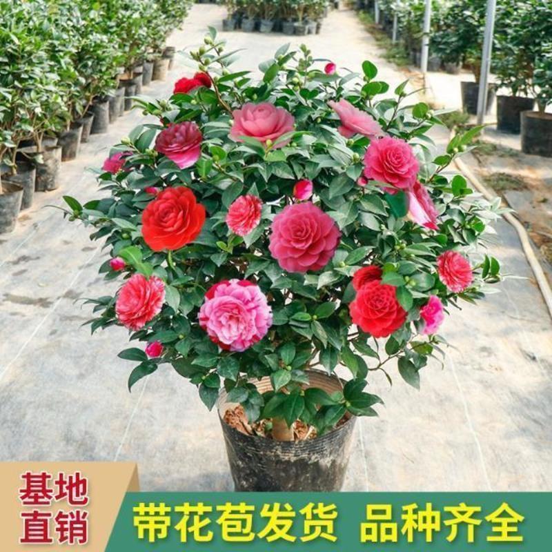 茶花盆栽五色赤丹带花苞四季香妃树苗山茶花盆栽室内烈香浓香型 香妃 2年苗[明年开花]小苗