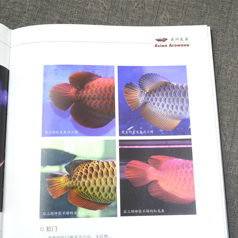 正版书籍 热带鱼品鉴书籍 名贵热带观赏鱼品鉴 龙鱼文化发展历史 花罗汉鱼血鹦鹉鱼 七彩神仙鱼 淡水魟鱼饲养方法养殖技