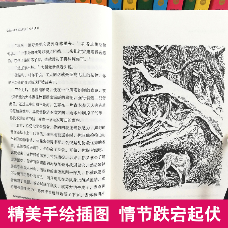 王妃黑叶猴 [正版]我们一起走迪克 动物小说大王沈石溪品藏书系 青少年经典课外读物 儿童课外书 中国儿童文学