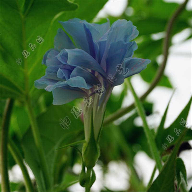 缔造千金园艺用品牵牛花种子害羞的妖精5粒装喇叭花花卉爬藤植物日系朝颜 定制 价格图片品牌报价 苏宁易购自由桥百货专营店