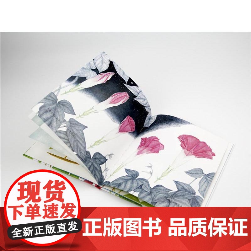 牵牛花 3-6岁 荒井真纪 著 科普百科高清大图