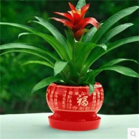 鸿运当头【黑福字陶瓷盆】 鸿运当头四季开花盆栽花卉水培植物室内绿植鲜花凤梨