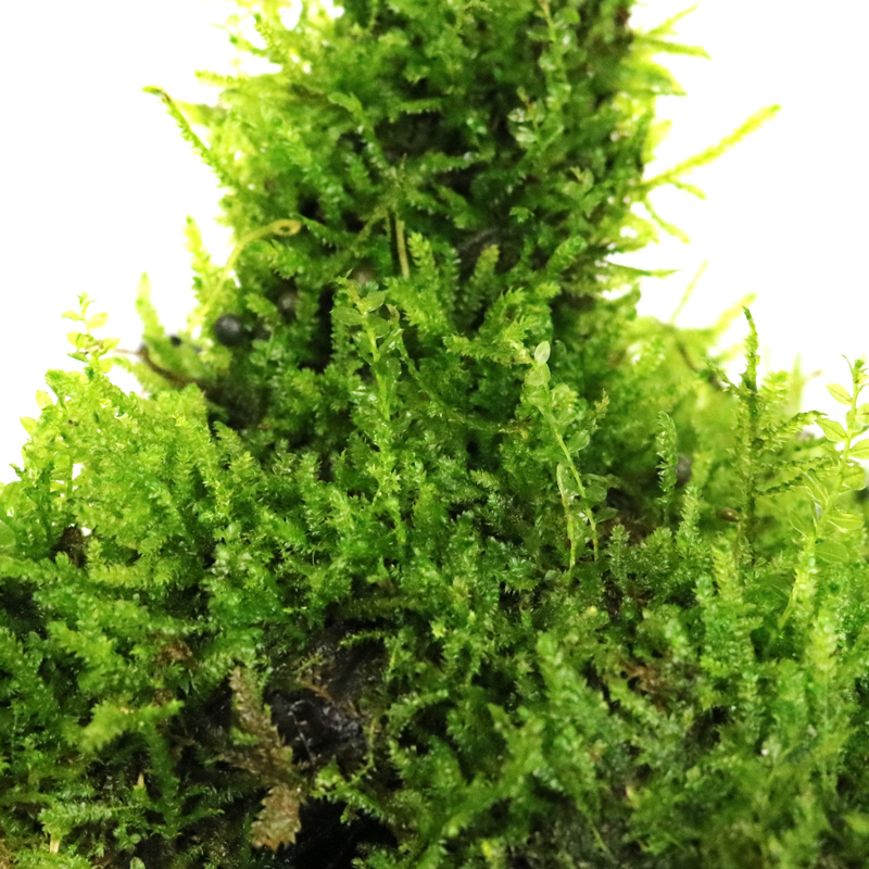 沉木头造景木沉木莫斯树根莫斯摩丝苔藓造景 鱼缸装饰水造景高清大图