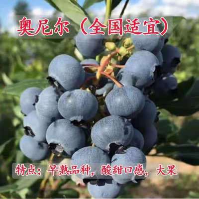 蓝莓树苗果树苗盆栽地载南方北方四季种植庭院阳台当年结果包成活 奥尼尔[全国适应] 三年苗[带土 带叶]