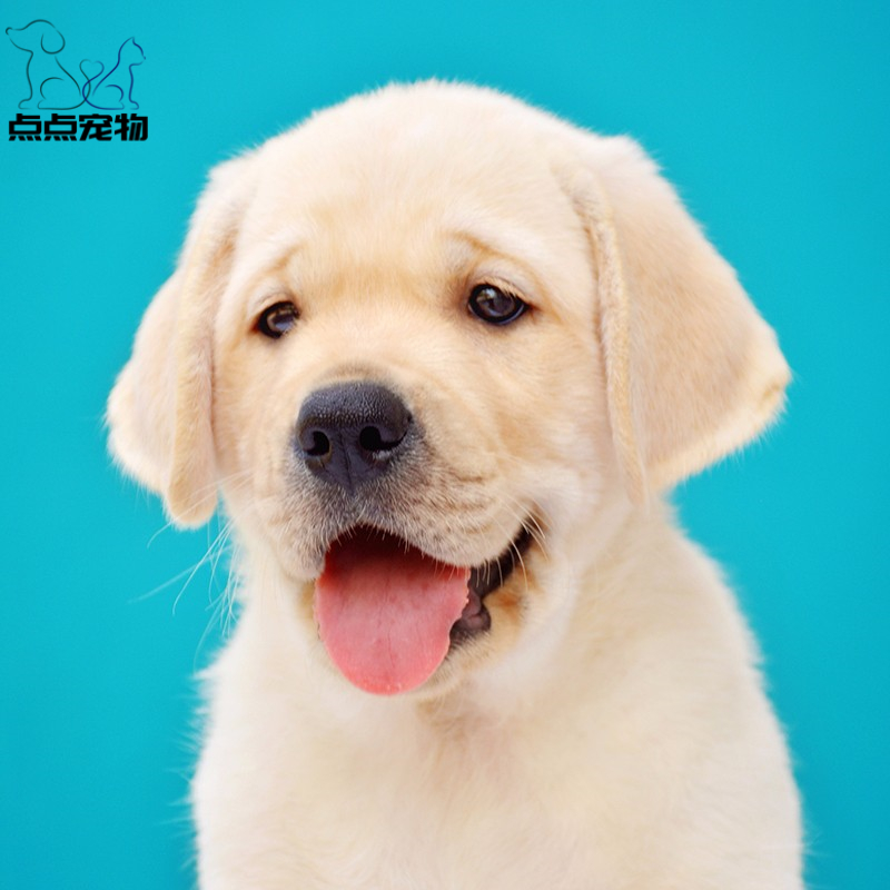 [点点宠物]宠物狗狗纯种拉布拉多犬幼犬 血统级拉布拉多 短毛家养健康宠物狗 高智商导盲犬黄色奶白色黑色可视频挑选高清大图