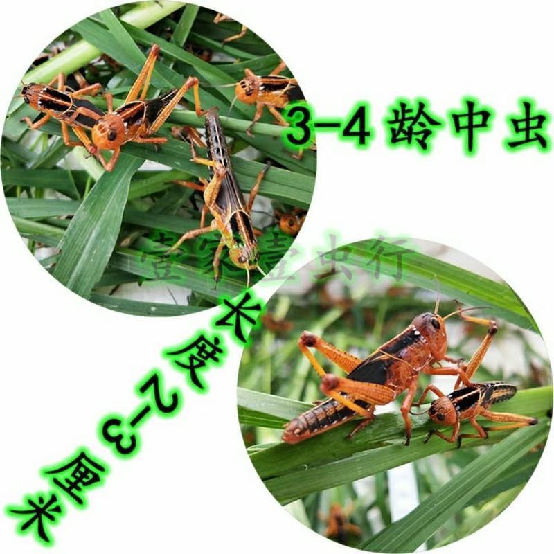 3/5厘米50只试用 蚂蚱活体蝗虫蚱蜢丁蜢画眉鸟爬虫宠物蝎子蜂饲料鸟食虫子食用昆虫