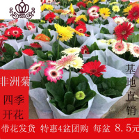 封后非洲菊盆栽带花苞鲜花苗扶郎花阳台室内外办公室花卉盆栽植物 随机3盆不同色 不含盆