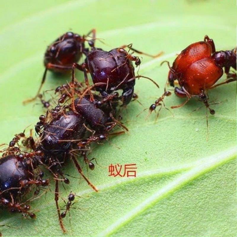 1后100工 全异巨首蚁盲切叶蚁特化兵蚁宠物产卵蚁后活体活物繁殖好养大型