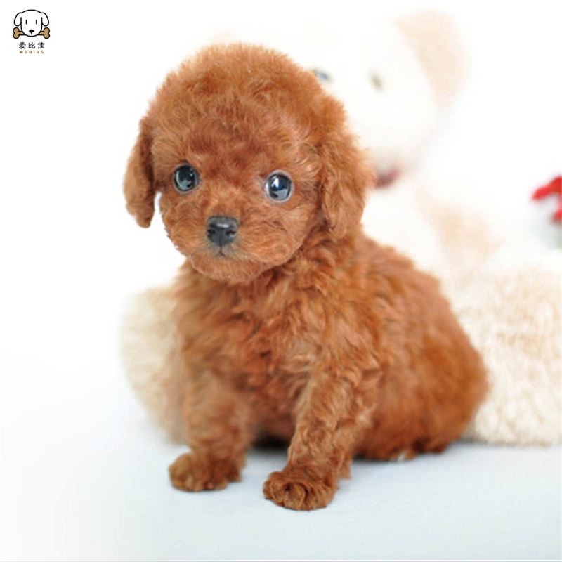 麦比佳 泰迪犬活体狗狗幼犬纯种血统级长不大卷毛泰迪熊犬玩具型标准型微小体 茶杯犬泰迪贵宾富贵狗视频挑选高清大图