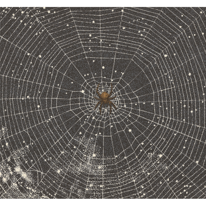 正版新书]蜘蛛——(启发童书馆出品)文/图:﹝日﹞新宫晋97875高清大图