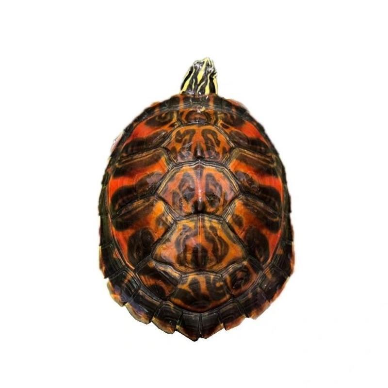 草乌龟6-7厘米一只是草龟哦 家养外塘宽纹火焰龟碌火焰龟苗素食乌龟