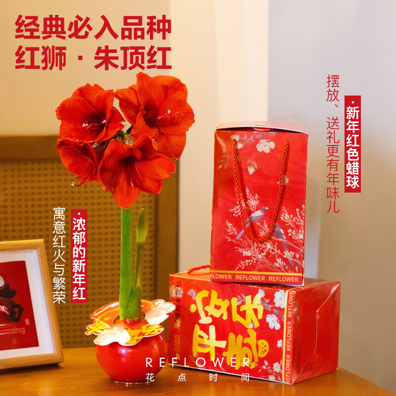 花点时间蝴蝶兰盆栽花卉新年装饰 [朱顶红蜡球]礼盒款-红狮
