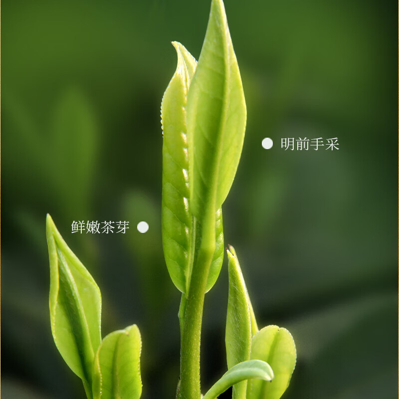 一杯香 250g 茶叶明前头芽云雾绿茶新茶春茶礼盒装日照足云雾5星 125g*2 (单位:盒)