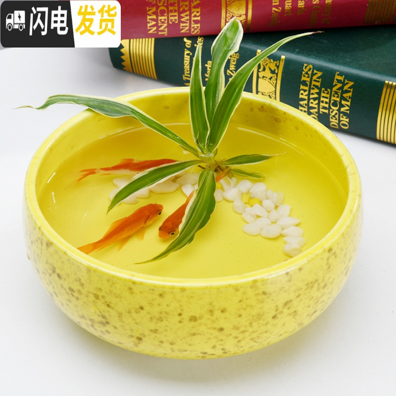 三维工匠铜钱水仙花盆陶瓷 简约创意水培绿萝碗莲大号多肉无孔盆栽 无孔-花香三个15厘米 大花盆容器