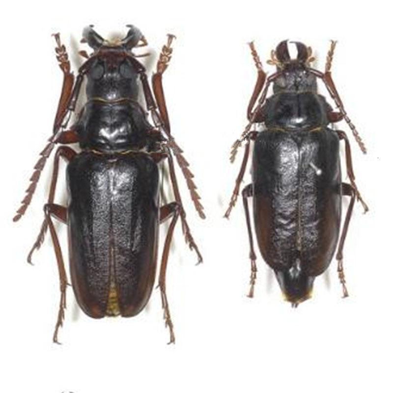 农聚源 生山水牛 栓栓牛 山山牛 山虫牛 500g 新鲜昆虫 产发qq【价格