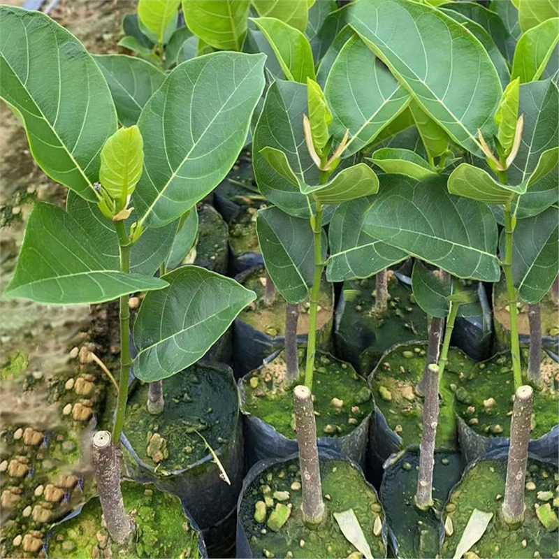 菠萝蜜树树苗嫁接泰国红肉干苞海南四季榴莲蜜木菠萝蜜果树苗庭院