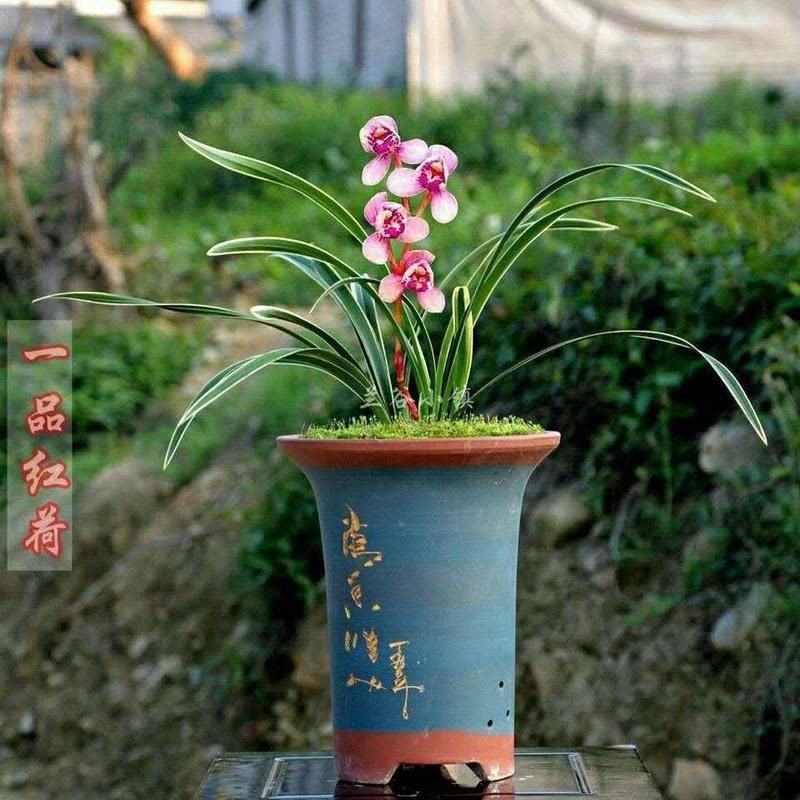 超好卖金边矮种兰花漂亮带边艺四季兰花卉盆栽兰花开花超香玫红素1苗不