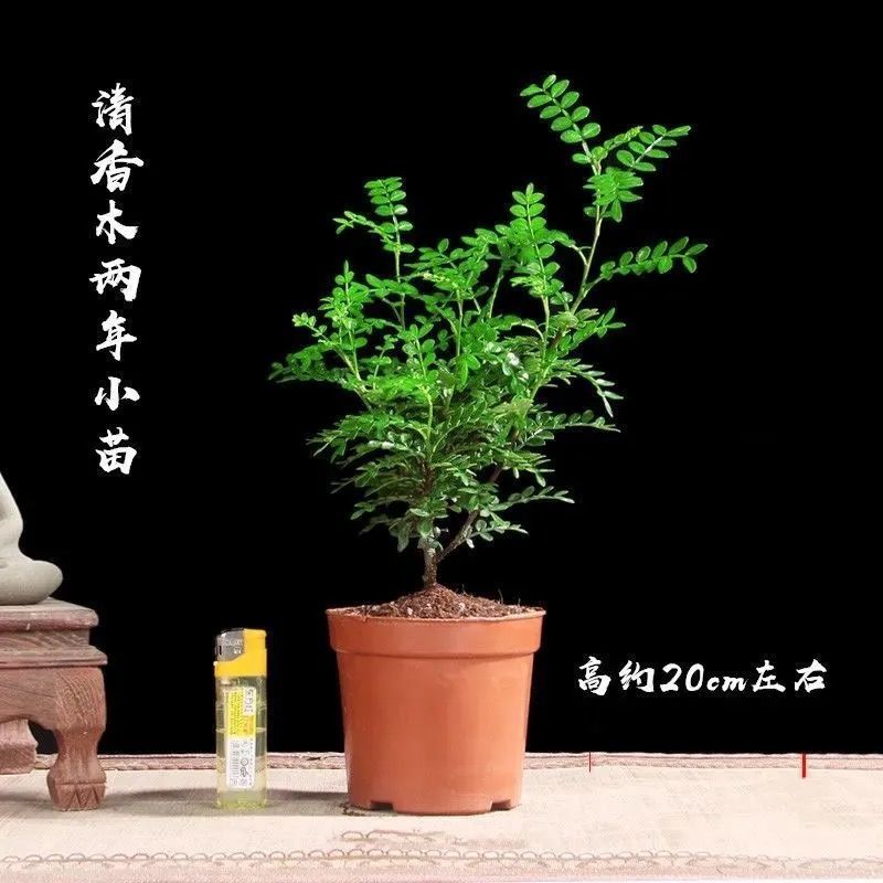 清香木2年小苗一颗+加仑盆|正宗清香胡椒木盆栽防驱蚊草植物好养室内花卉绿植清香木花驱蚊虫