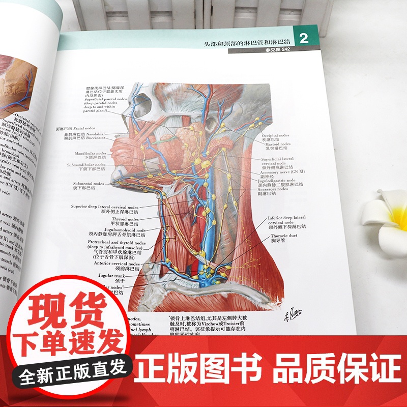 新版 奈特人体解剖学彩色图谱 第八版8版彩色局部七版7版升级电子版中英双语系统格氏神经临床基础教材内外生理科学法医解刨书高清大图