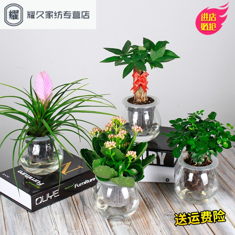 绿萝财树栀子花水培植物花卉文竹富贵竹绿植办公室内绿植盆(请先与客服确认再下单)