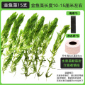 金鱼藻蜈蚣草水草植物绿菊鱼缸造景水培真草养鱼草缸绿植净水新草 均码 金鱼藻15支+3海绵+3净水环送圆心萍