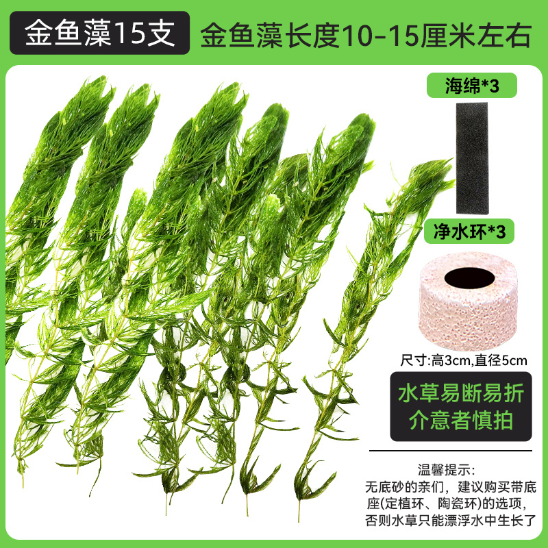 金鱼藻蜈蚣草水草植物绿菊鱼缸造景水培真草养鱼草缸绿植净水新手