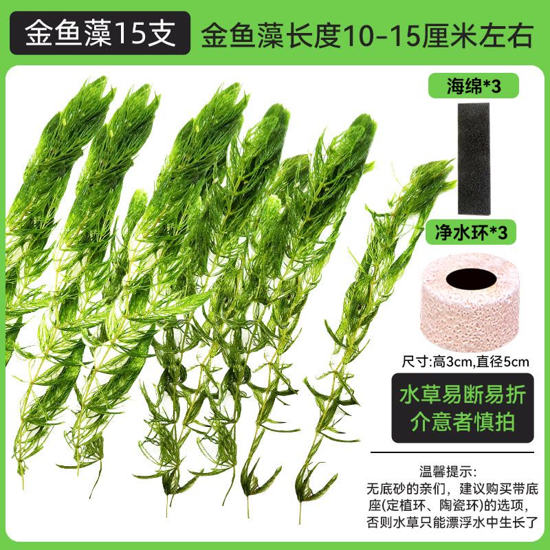 金鱼藻蜈蚣草水草植物绿菊鱼缸造景水培真草养鱼草缸绿植净水新手图片